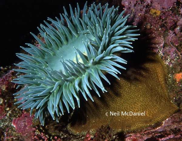 Photo of Anthopleura xanthogrammica by <a href="http://www.seastarsofthepacificnorthwest.info/">Neil McDaniel</a>